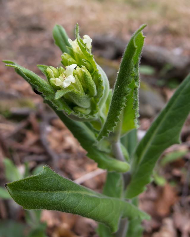 Pseudoturritis turrita (= Arabis turrita) / Arabetta maggiore